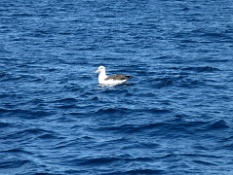 An Albatross on the Waves  An Albatross on the Waves
